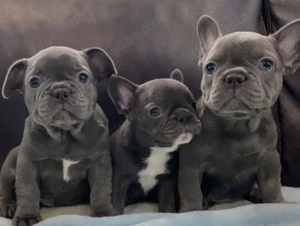 Französische Bulldoggen Welpen  Bild 6