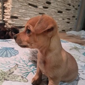 Niedliche Jack Russel-Zwergpinscher Welpen 