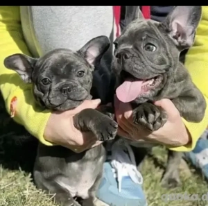 Französische Bulldoggen Welpen  Bild 2