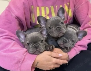 Französische Bulldoggen Welpen  Bild 9