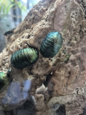 Pseudoglomeris magnifica (Smaragdschaben)