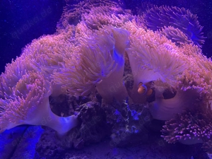 Kupferanemonen Blasenanemonen Anemone Kupferanemone Bild 4