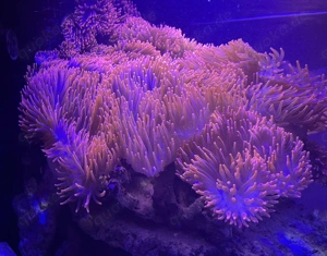 Kupferanemonen Blasenanemonen Anemone Kupferanemone Bild 5