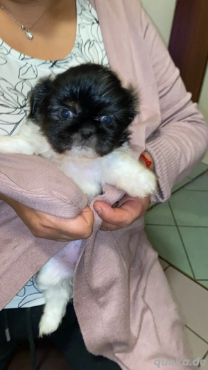 welpe zu verkaufen shi tzu 