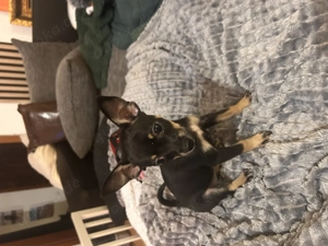 Prager Rattler Mix Welpen