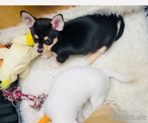 chihuahua welpen