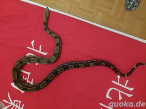 Boa imperator 1.0 RLT100 het Berry Blood