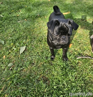 altdeutsche mopshündin