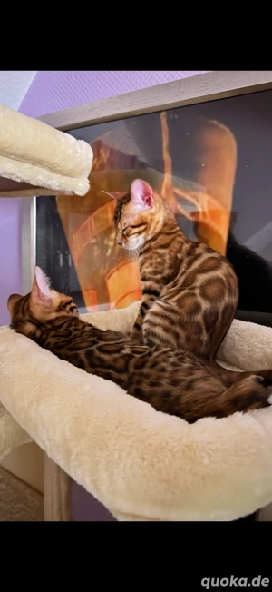 Bengal Schönheiten Top Rosetten 