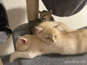 zum Verkaufen drei süsse BKH Kitten Bild 4