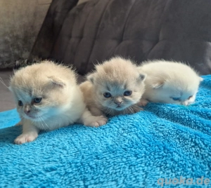 BKH Kitten, reinrassig