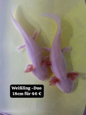 Axolotl direkt vom Züchter. Bd-geprüft. Wasserpflanzen-Begleitfische.Versand Di.-Do. Bild 5