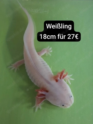 Axolotl direkt vom Züchter. Bd-geprüft. Wasserpflanzen-Begleitfische.Versand Di.-Do. Bild 4