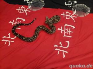 Boa imperator 0.1 RLT100 %het Berry Blood weibchen.