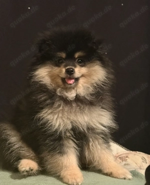 Pomeranian Rüde Baby