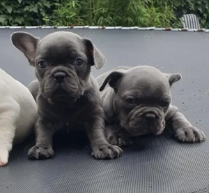 Zuckersüße sportliche Französische Bulldoggen Welpen Blue Lilac Bild 6