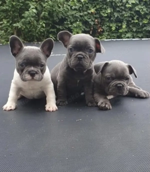 Zuckersüße sportliche Französische Bulldoggen Welpen Blue Lilac Bild 7
