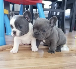 Französische Bulldoggen Welpen 