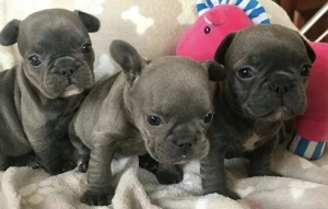 Zuckersüße sportliche Französische Bulldoggen Welpen Blue Lilac Bild 10