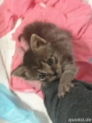 Kitten Kätzchen Kater 