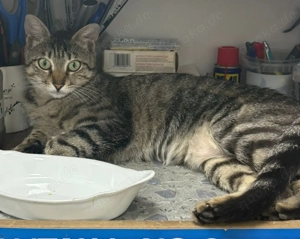 Florica sucht einfühlsame Menschen, die sie ans Pfötchen nehmen und ihr ein Für-immer-Zuhause schenk