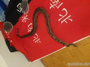 Boa imperator1.0 Jungle 100%het VPI Gandolfo line  profen brieder. Bild 2