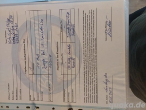 Boa imperator1.0 Jungle 100%het VPI Gandolfo line  profen brieder. Bild 5