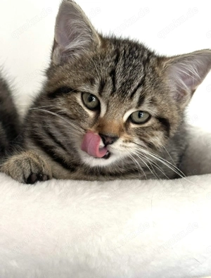 BKH Kitten Silber Tabby Classic( marmor muster, getupft)whiskas muster