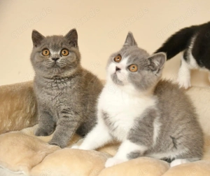 Süße Britisch-Kurzhaar-Kätzchen (3 Monate) suchen liebevolles Zuhause