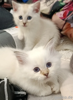 Ragdoll BKH kitten
