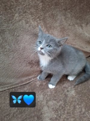 Bkh & Perser-Mix wurf zuckersüß  