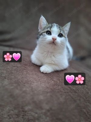 Bkh & Perser-Mix wurf zuckersüß