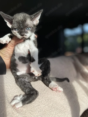 Devon rex , Kater , FIFe Stammbaum