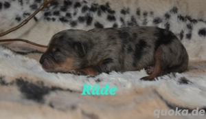 Pomeranian (Kleinspitz)