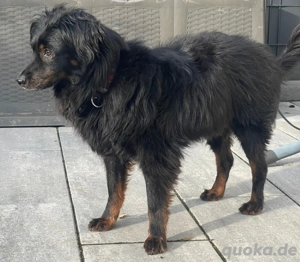 Liebe Lana sucht ein zu Hause 