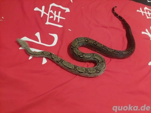Boa imperator 1.0 Onyx 100%het T+ Bild 3