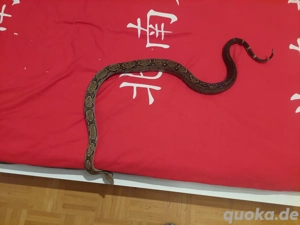 Boa imperator 1.0 Onyx 100%het T+