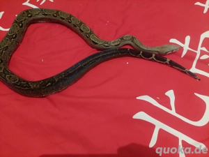 Boa imperator 1.0 Onyx 100%het T+ Bild 4