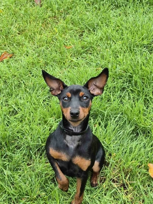 Sehr liebes Zwergpinscher  Mädchen