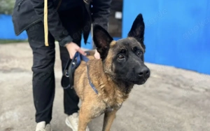 Aufgeweckter Malinois Mix Aaron sucht aktives Zuhause Bild 2