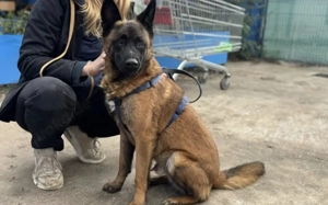 Aufgeweckter Malinois Mix Aaron sucht aktives Zuhause Bild 4