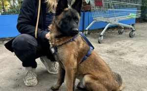 Aufgeweckter Malinois Mix Aaron sucht aktives Zuhause Bild 3