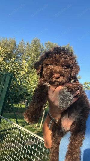 3 Reinrassige Lagotto Romagnolo Welpen weiblich zu verkaufen 