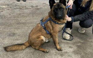 Aufgeweckter Malinois Mix Aaron sucht aktives Zuhause Bild 9