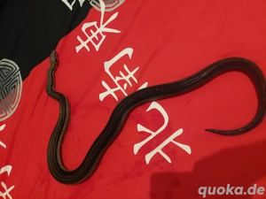 Boa imperator 0.1 Sumoton 100%het T+ weibchen.