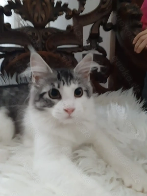 Main coon kitten katze reinrassig white- brown tabby