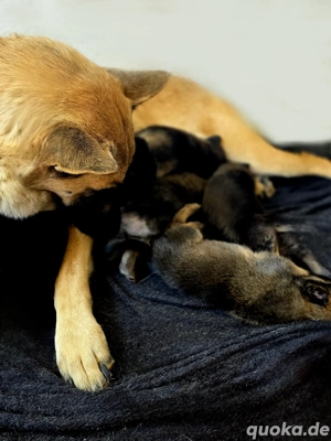 Hübsche Belgische Schäferhund  Malinois Welpen