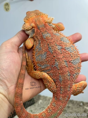 Bartagamen Männchen (Pogona vitticeps) Half red Monster high blue Tiger het Hypo