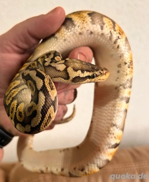 königspython Bild 2