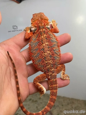 Bartagamen Männchen (Pogona vitticeps) half red monster half extreme red high blue Tiger het Hypo